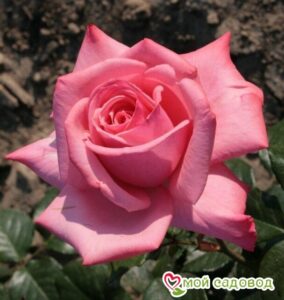 Роза чайно-гибридная Мерхен Кененген в Камень-на-Обие
