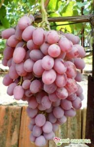 Виноград Тайфи розовый в Камень-на-Обие