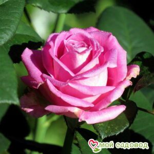 Роза чайно-гибридная Аква в Камень-на-Обие