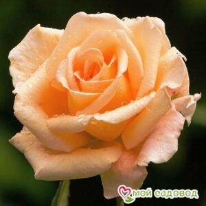 Роза Оранж в Камень-на-Обие