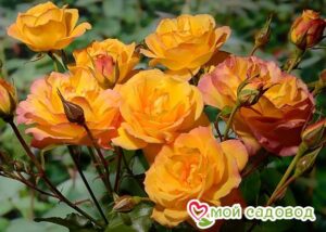 Роза Сахара в Камень-на-Обие