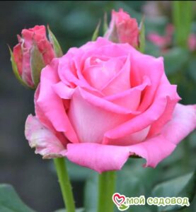Роза чайно-гибридная Топаз в Камень-на-Обие