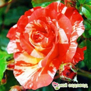 Роза Поль Гоген в Камень-на-Обие