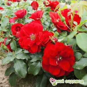 Роза Центро-Розе в Камень-на-Обие