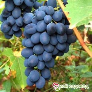 Ароматный и сладкий виноград “Августа” в Камень-на-Обие