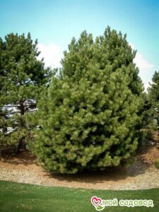 Сосна Чёрная (Pinus Nigra) в Камень-на-Обие
