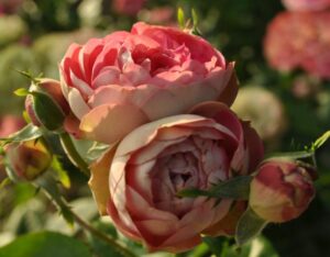 Роза Акрополис в Камень-на-Обие