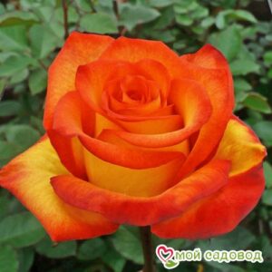 Роза чайно-гибридная Хай Буминг в Камень-на-Обие