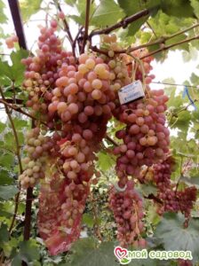 Виноград Лучистый в Камень-на-Обие