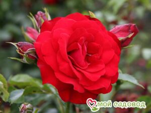 Роза Ротер Драх (Красный Дракон) в Камень-на-Обие