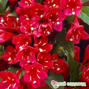 Вейгела цветущая “Ред Принц” в Камень-на-Обие