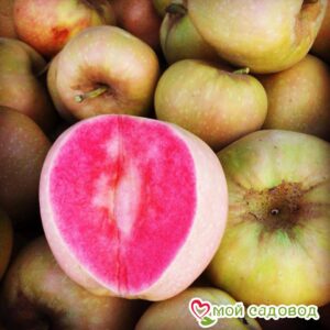 Яблоня Розовый жемчуг в Камень-на-Обие
