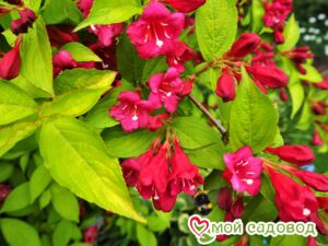 Вейгела цветущая “Рубидор” в Камень-на-Обие