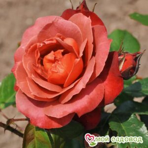 Роза чайно-гибридная Хот Кокоа в Камень-на-Обие
