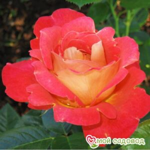 Роза Декор Арлекин в Камень-на-Обие