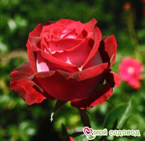 Роза чайно-гибридная Николь в Камень-на-Обие