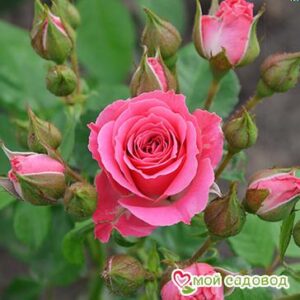 Роза Спрей розовый в Камень-на-Обие