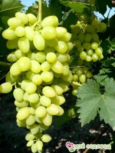 Виноград Осенний крупноплодный в Камень-на-Обие