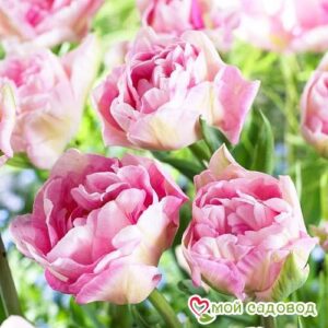 Тюльпан махровый Анжелика в Камень-на-Обие