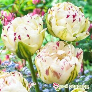 Тюльпан махровый Дэнс Лайн в Камень-на-Обие