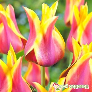 Тюльпан лилиецветный Баллада Дрим в Камень-на-Обие