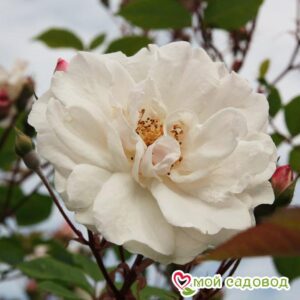 Роза Белый каскад в Камень-на-Обие