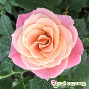 Роза чайно-гибридная Мисс Пигги в Камень-на-Обие