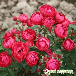 Роза полиантовая Морздаг Ред (Morsdag Red) в Камень-на-Обие