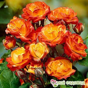 Роза полиантовая Румба (Rumba) в Камень-на-Обие