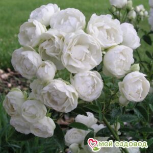 Роза полиантовая Морздаг Уайт (Morsdag White) в Камень-на-Обие